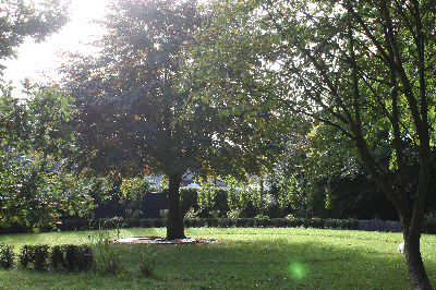 yew hedges starting to mature